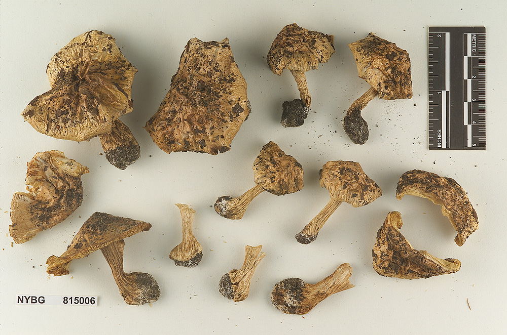 Tricholoma fulvimarginatum image