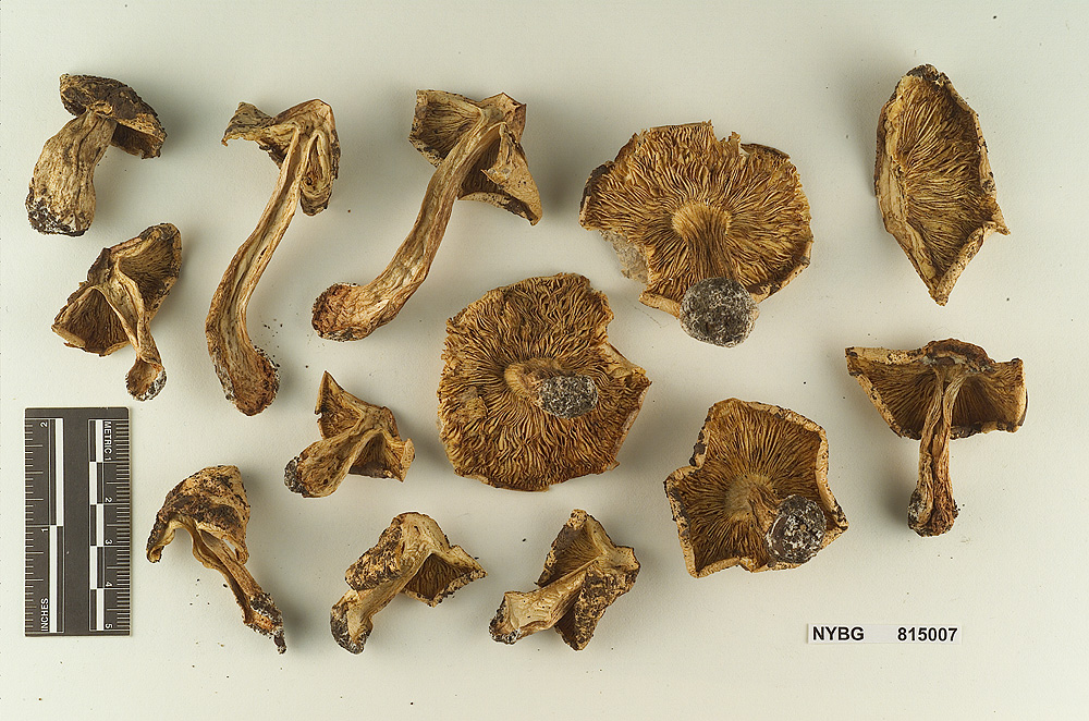 Tricholoma fulvimarginatum image