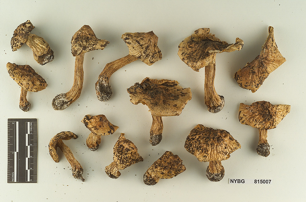 Tricholoma fulvimarginatum image