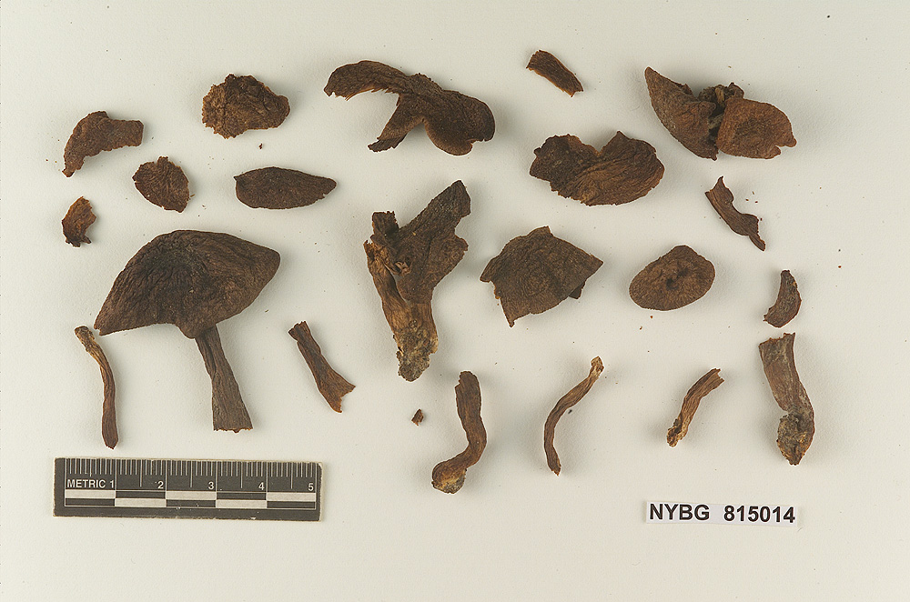 Cortinellus cinnamomeus image