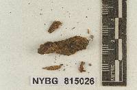 Galerula distantifolia image