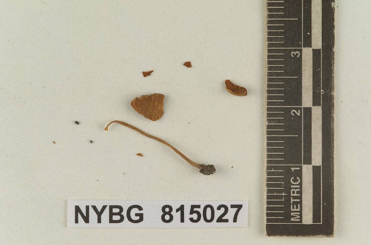 Galerula glabra image