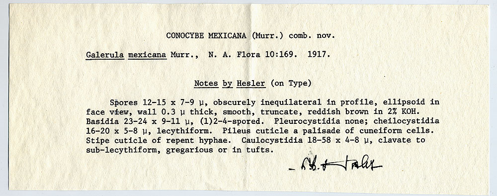 Galerula mexicana image