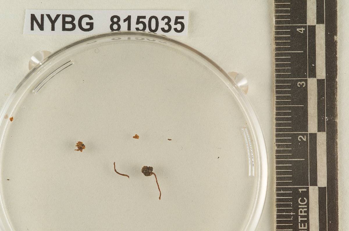Galerula parvula image