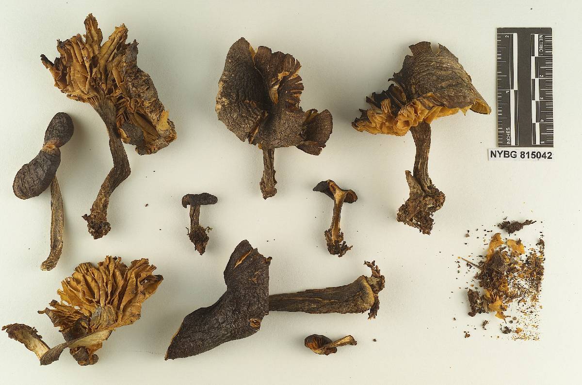 Tricholomopsis humboldtii image