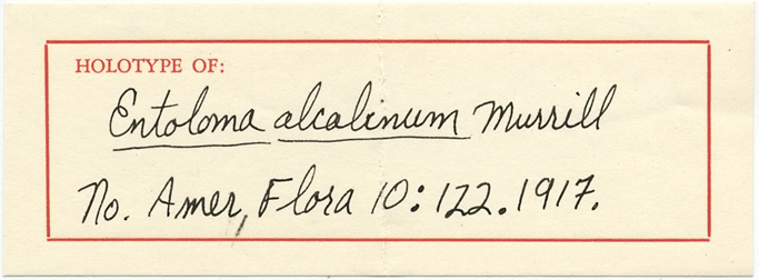 Entoloma alcalinum image