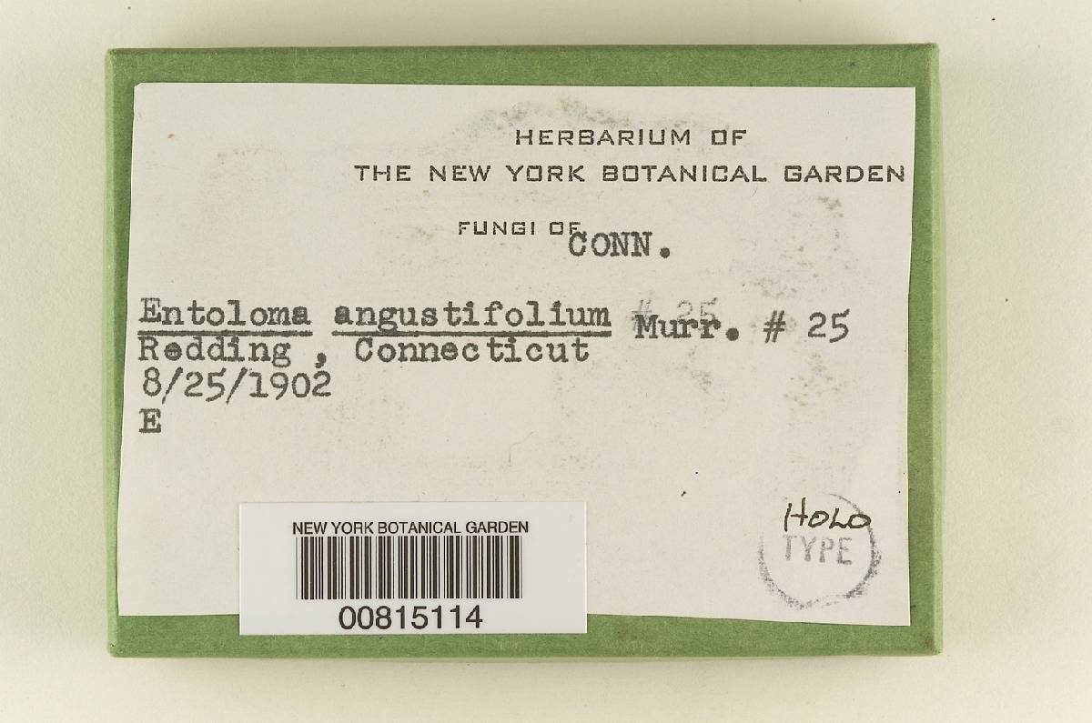 Entoloma angustifolium image