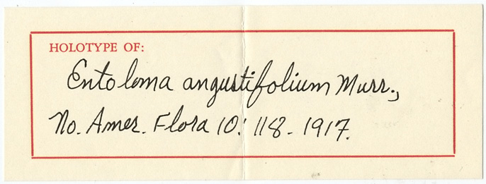 Entoloma angustifolium image