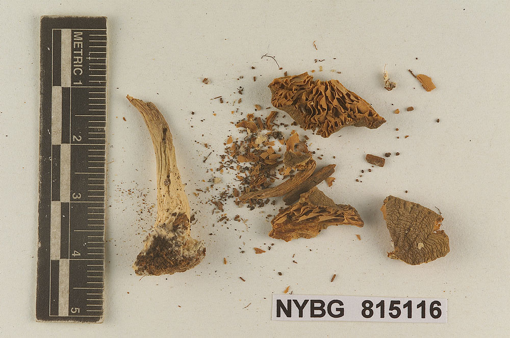 Entoloma avellaneum image