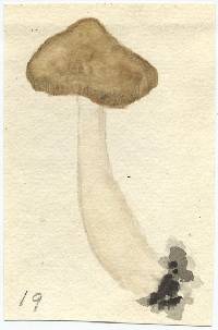 Entoloma bicolor image