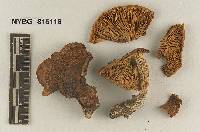 Entoloma brevipes image