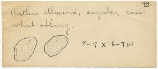 Entoloma earlei image