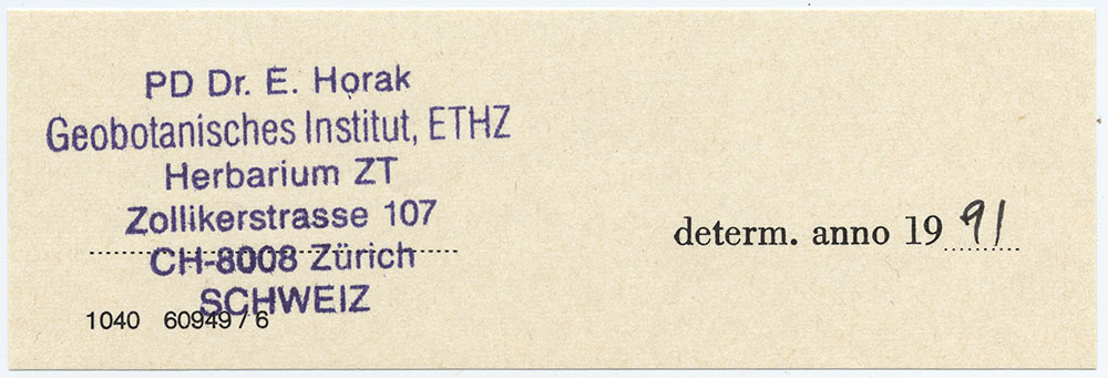 Entoloma imbecille image