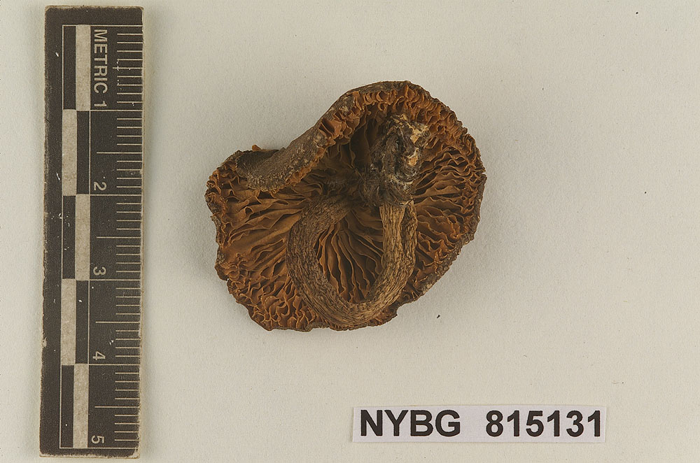 Entoloma fumosonigrum image