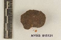 Entoloma fumosonigrum image