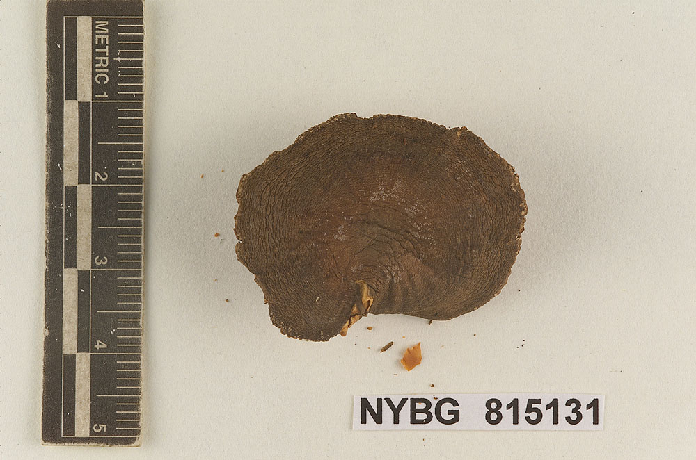 Entoloma fumosonigrum image