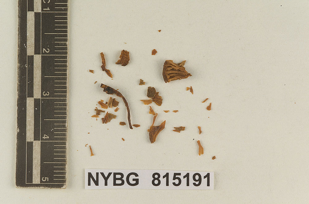 Leptoniella atrosquamosa image