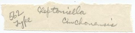 Leptoniella cinchonensis image