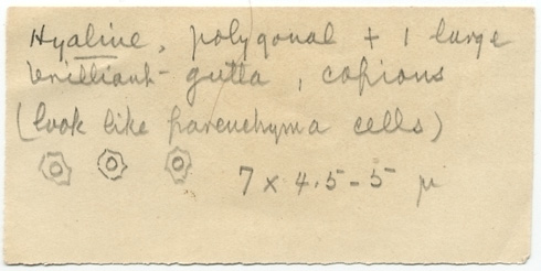 Leptoniella mexicana image