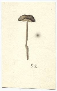 Leptoniella murina image