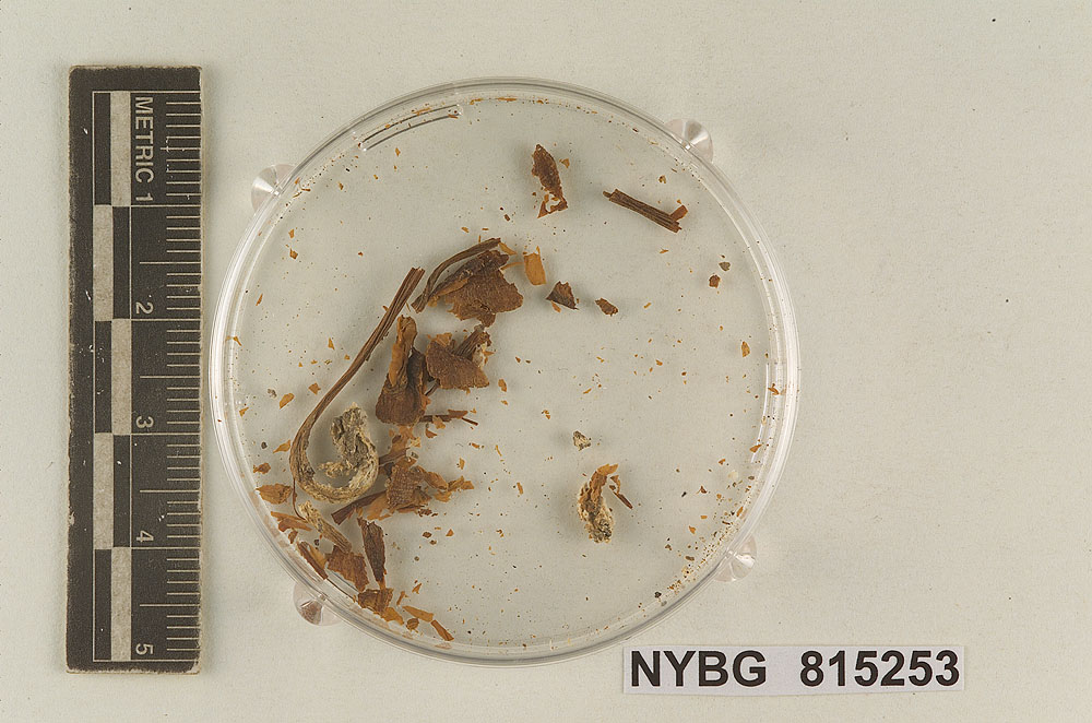 Leptoniella umbilicata image