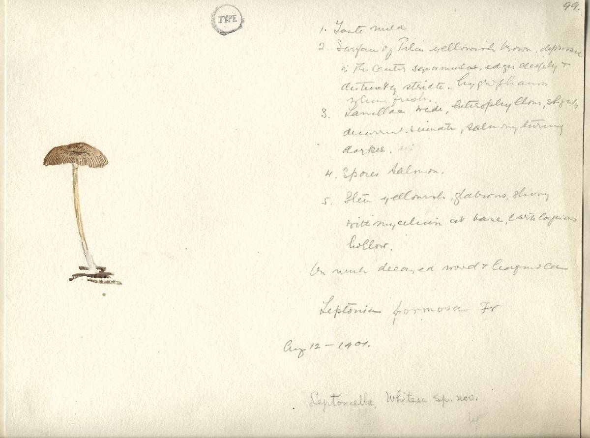 Leptoniella whiteae image