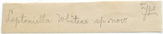 Leptoniella whiteae image