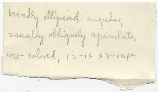 Leptoniella whiteae image
