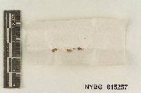 Claudopus avellaneus image