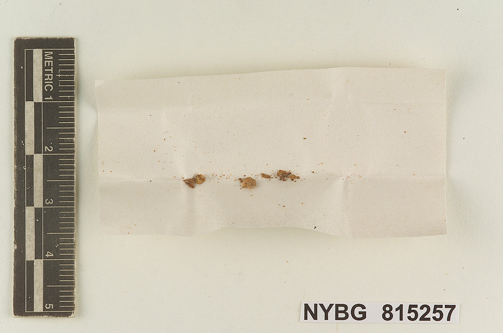 Claudopus avellaneus image