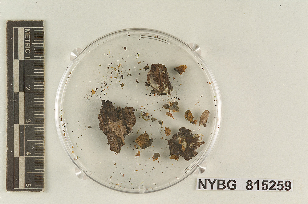Claudopus cyaneus image