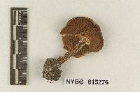 Cortinarius birchfieldii image