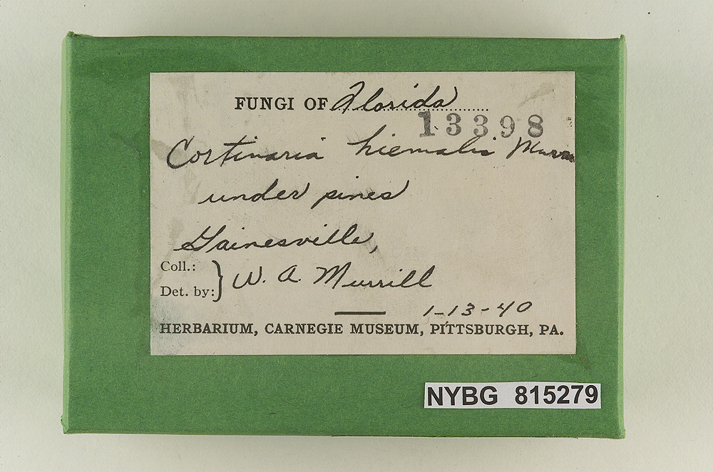Cortinarius hiemalis image