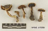 Cortinarius iodeoides image