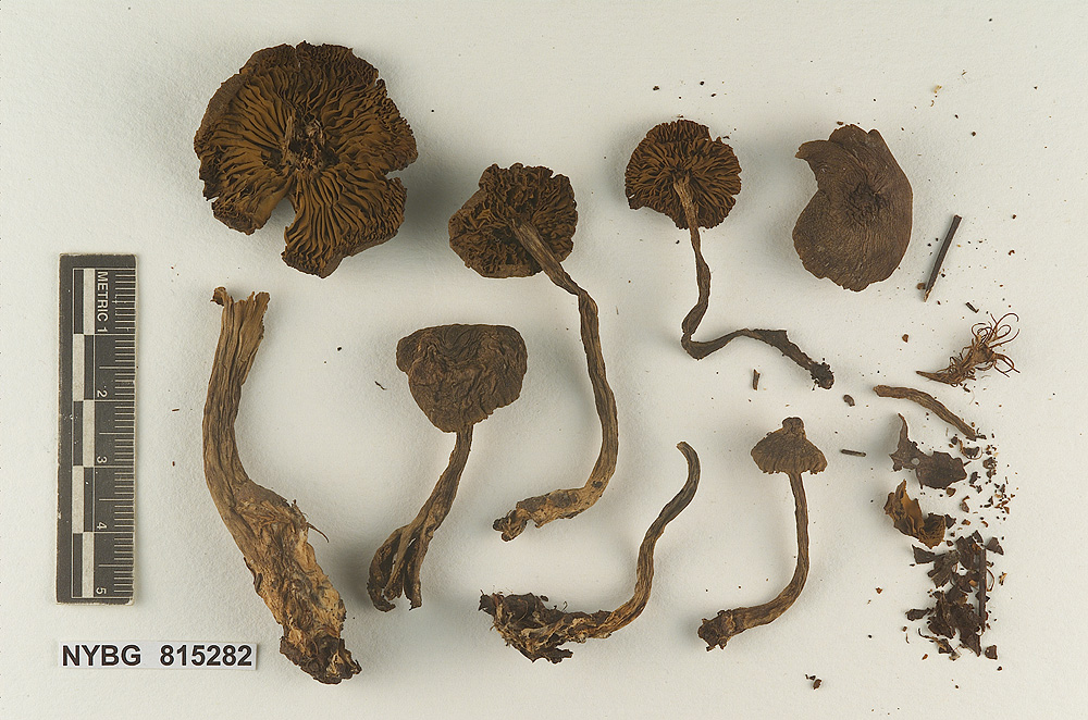 Cortinarius mammosus image