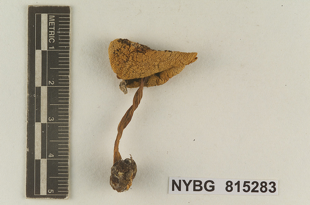Cortinarius mexicanus image