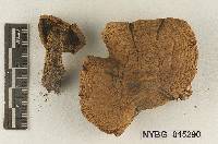 Cortinarius perferrugineus image