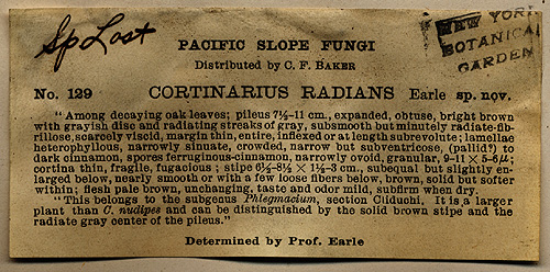 Cortinarius radians image
