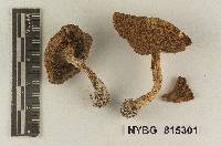 Cortinarius subglobispora image