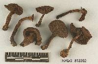 Cortinarius thiersii image