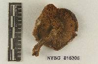 Cortinarius virentophyllus image