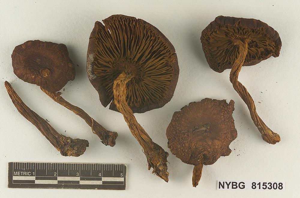 Cortinarius morrisii image