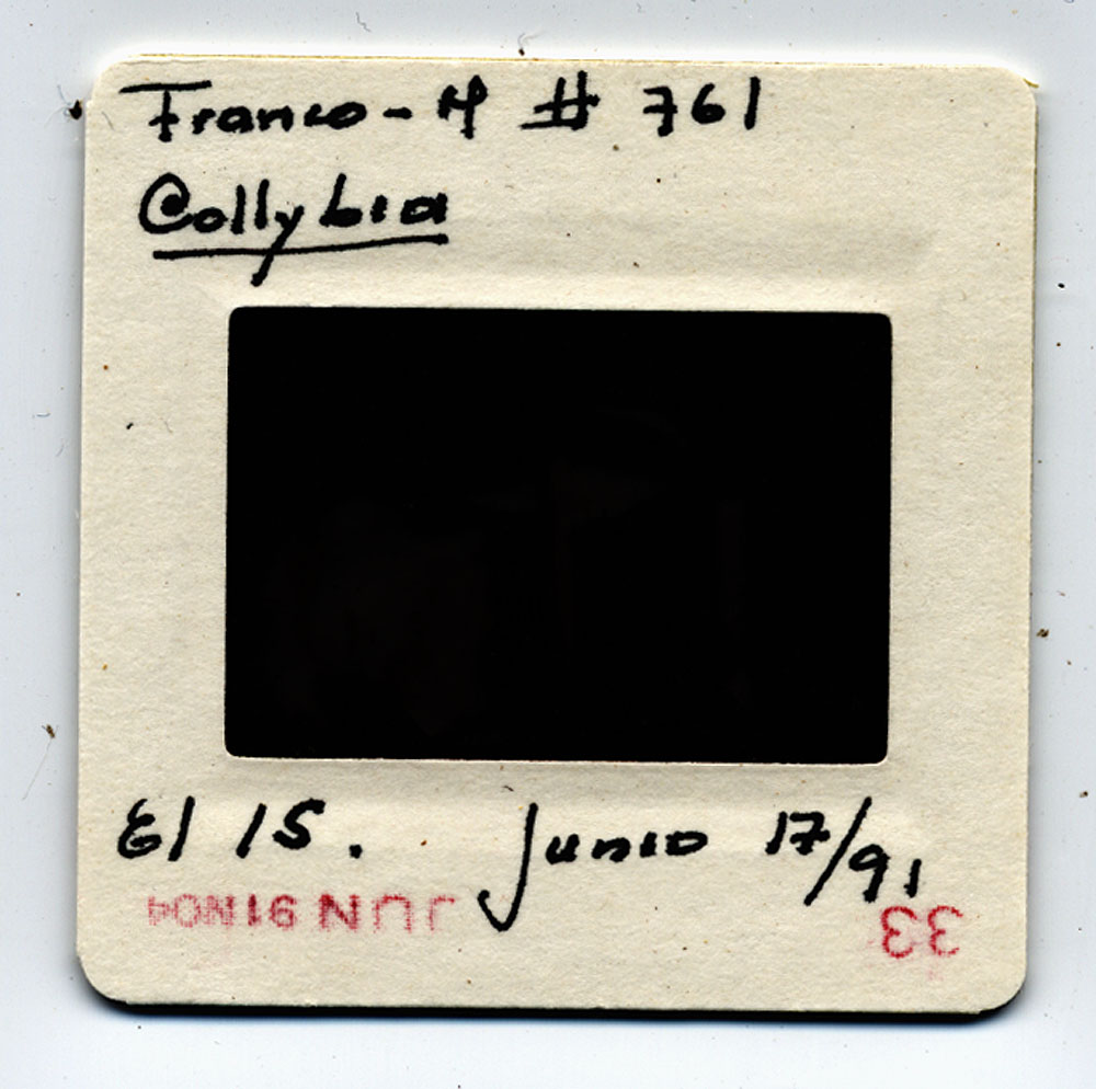 Rhodocollybia antioquiana image