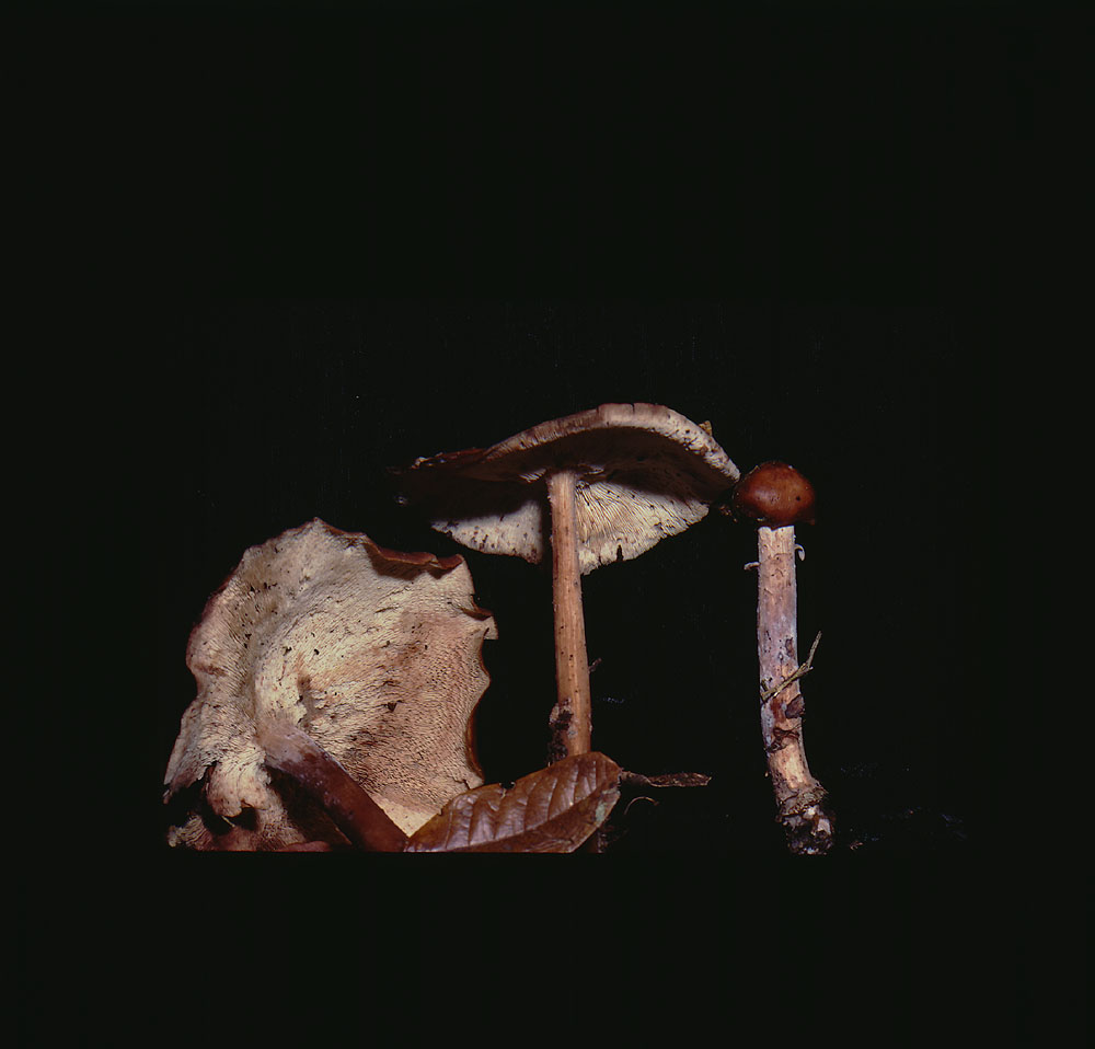Rhodocollybia antioquiana image