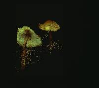 Rhodocollybia antioquiana image