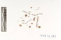 Eccilia tenuipes image