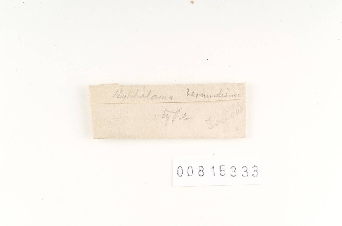 Hypholoma bermudiense image