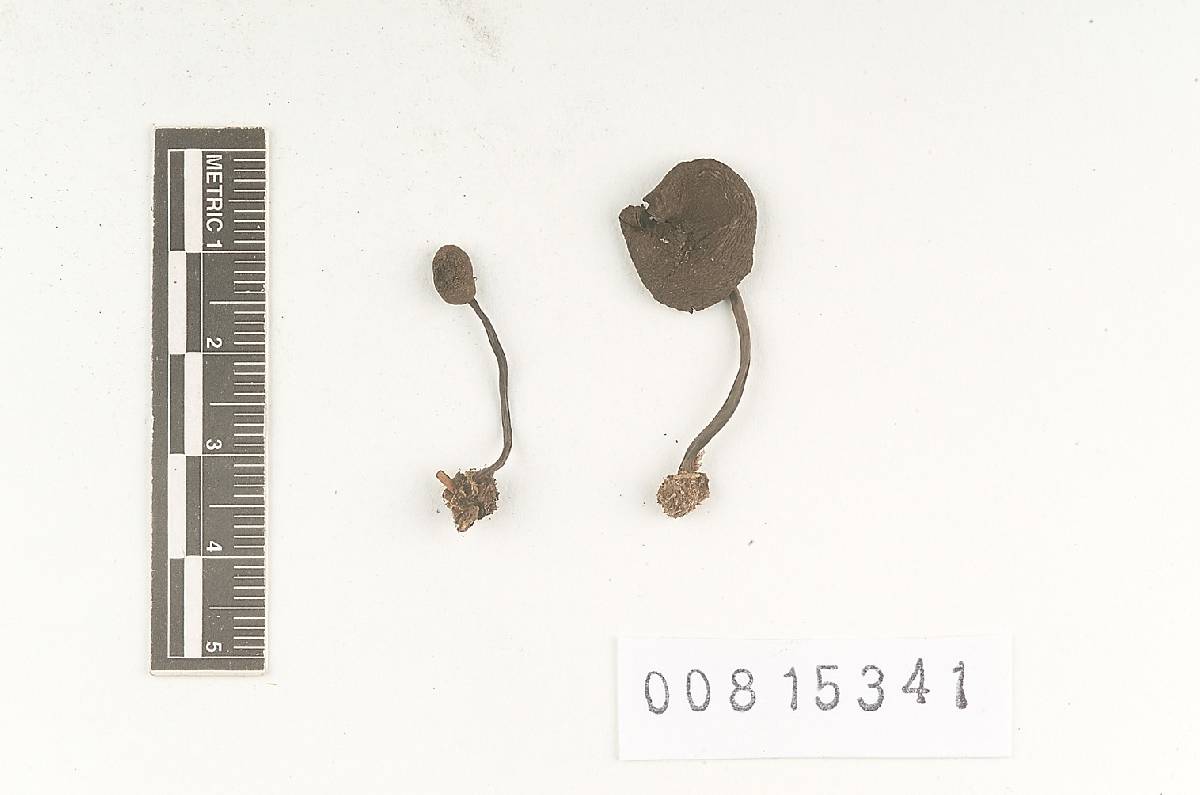 Hypholoma vinosum image