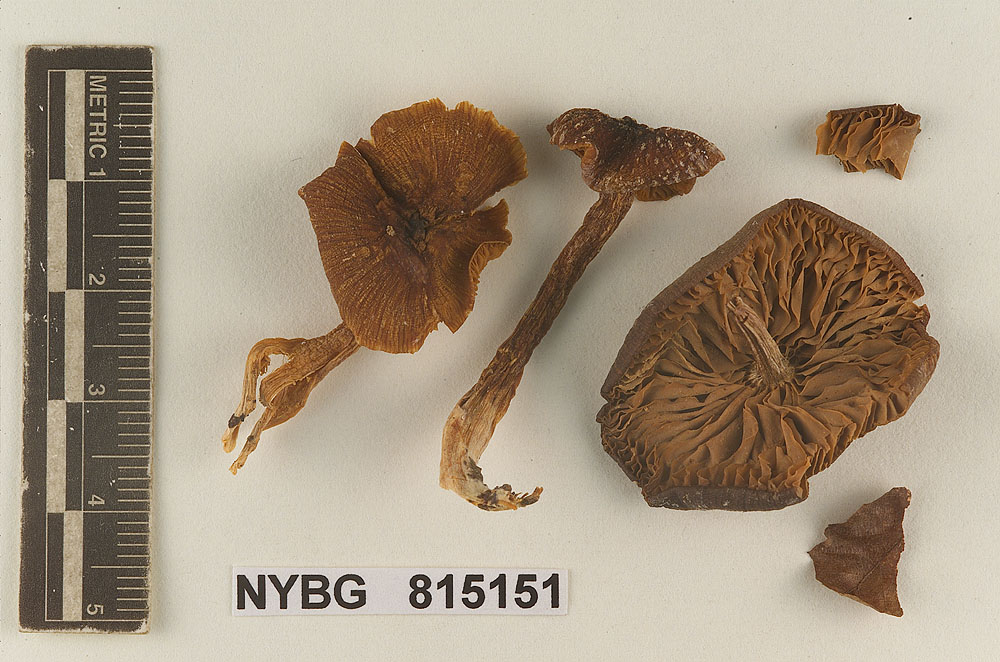 Entoloma subalbidum image