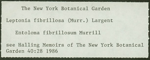 Entoloma fibrillosum image